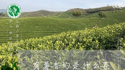 有薯香的是什么茶/2023032336380