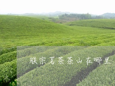 朕宗茗茶茶山在哪里/2023032062805