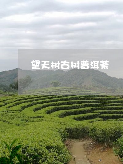 望天树古树普洱茶/2023033071604