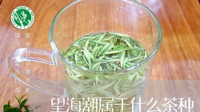 望海潮属于什么茶种/2023041506571