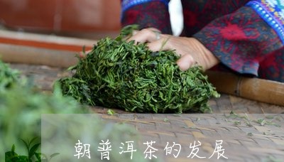 朝普洱茶的发展/2023040947480