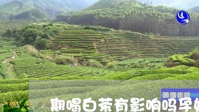 期喝白茶有影响吗孕妇/2023032961492