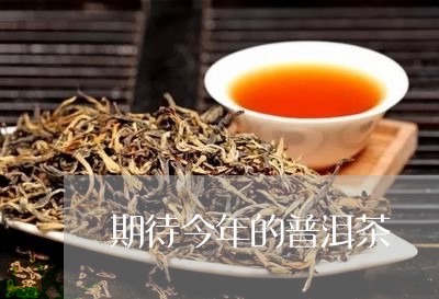 期待今年的普洱茶/2023041057170