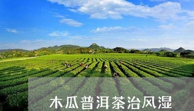 木瓜普洱茶治风湿/2023040917471