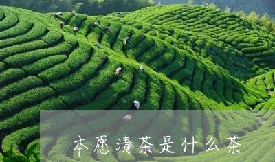 本愿清茶是什么茶/2023032352146