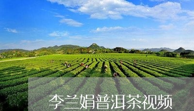 李兰娟普洱茶视频/2023040199360