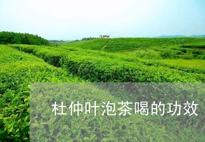 杜仲叶泡茶喝的功效/2023041666150