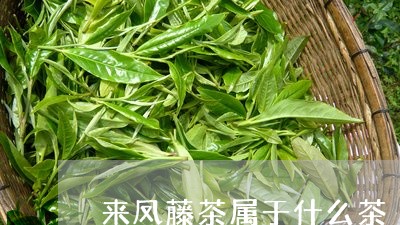 来凤藤茶属于什么茶/2023031928462