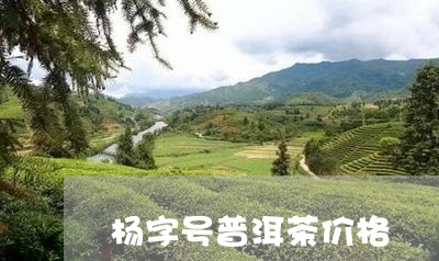 杨字号普洱茶价格/2023031697358