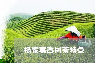 杨家寨古树茶特点/2023031852146