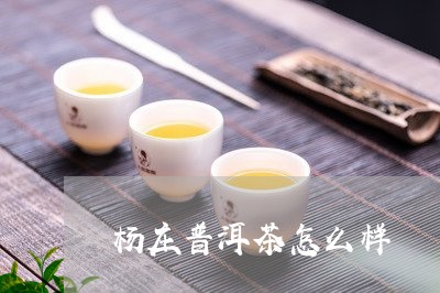 杨庄普洱茶怎么样/2023033003727