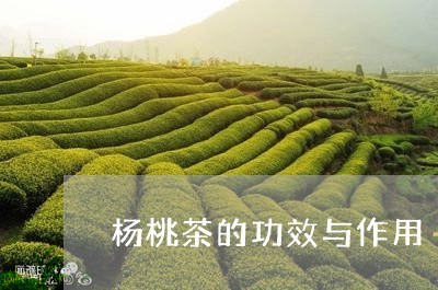 杨桃茶的功效与作用/2023041755938