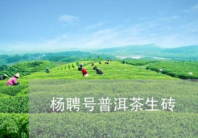 杨聘号普洱茶生砖/2023033152613