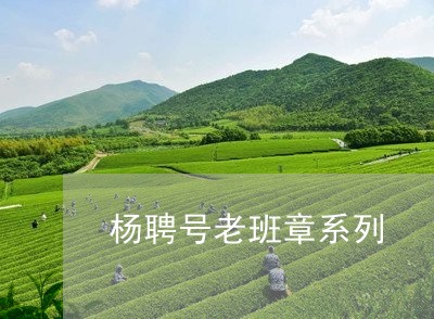 杨聘号老班章系列/2023032982837