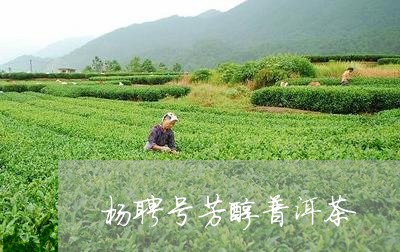 杨聘号芳醇普洱茶/2023031727260