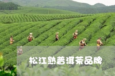 松江熟普洱茶品牌/2023040977471