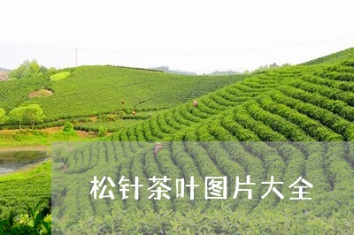 松针茶叶图片大全/2023032584040