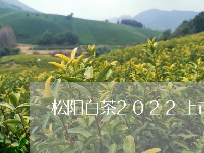 松阳白茶2022上市了吗/2023033094948