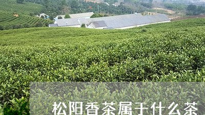 松阳香茶属于什么茶/2023031907150