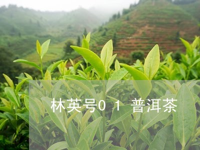 林英号01普洱茶/2023031662825