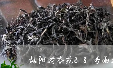 枞阳荷香苑28号雨坛白茶/2023033107169