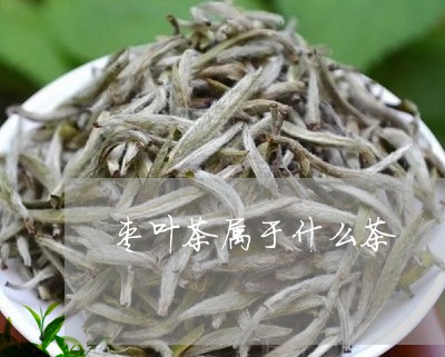 枣叶茶属于什么茶/2023032388250