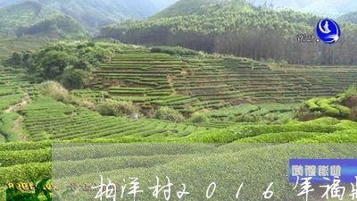 柏洋村2016年福鼎白茶/2023033022739