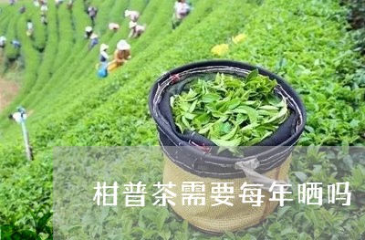 柑普茶需要每年晒吗/2023032166160