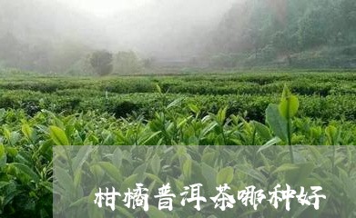 柑橘普洱茶哪种好/2023041339392