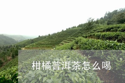 柑橘普洱茶怎么喝/2023041248050