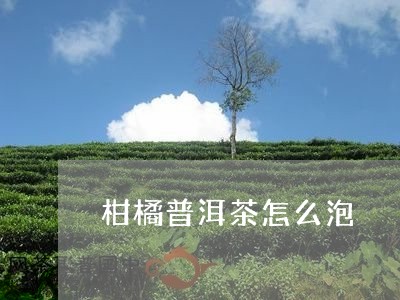 柑橘普洱茶怎么泡/2023041338381