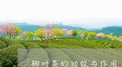 柳叶茶的功效与作用/2023032147391