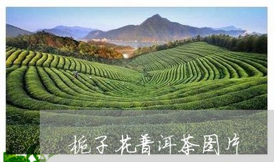 栀子花普洱茶图片/2023040185836