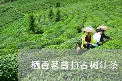 栖香茗昔归古树红茶/2023032259471