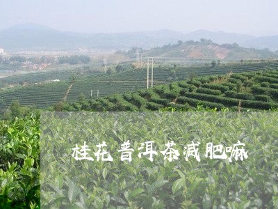 桂花普洱茶减肥嘛/2023041346269