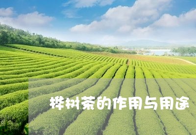 桦树茶的作用与用途/2023032138169