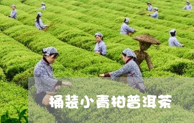 桶装小青柑普洱茶/2023040138481