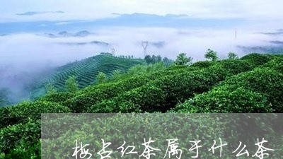 梅占红茶属于什么茶/2023041691483