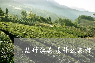 梅纤红茶属什么茶种/2023041669382