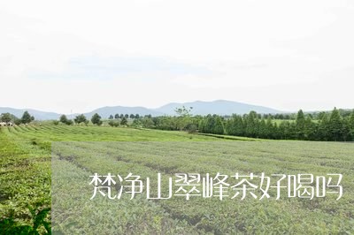 梵净山翠峰茶好喝吗/2023041597250