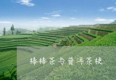 棒棒茶与普洱茶梗/2023041124817