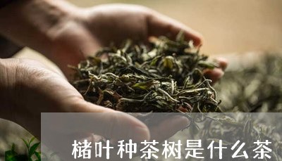 槠叶种茶树是什么茶/2023041549281