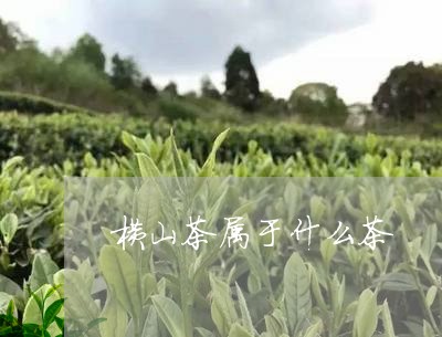 横山茶属于什么茶/2023032449394