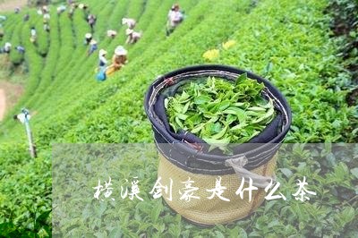 横溪剑豪是什么茶/2023032469684