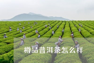 樽品普洱茶怎么样/2023033142725