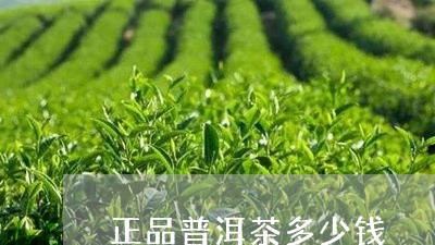 正品普洱茶多少钱/2023031795079