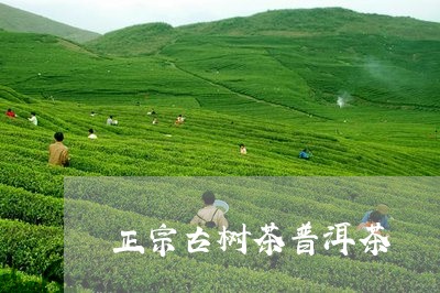 正宗古树茶普洱茶/2023031683624