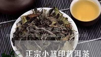 正宗小蓝印普洱茶/2023031736179