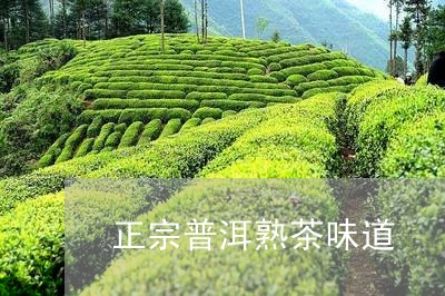 正宗普洱熟茶味道/2023032918270