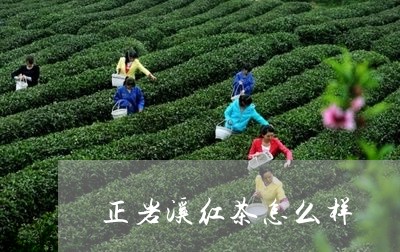 正岩溪红茶怎么样/2023032474917